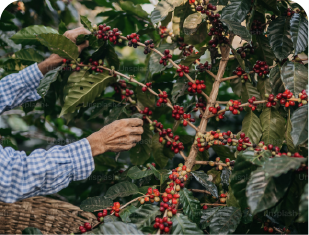 Coffee Tour Antigua